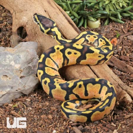 Baby Pastel Ball Python For Sale - Underground Reptiles