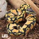 Baby Pastel Ball Python For Sale - Underground Reptiles