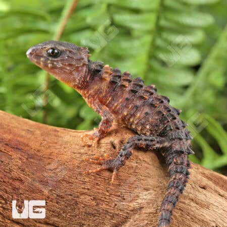 White Eyed Crocodile Skinks For Sale - Underground Reptiles