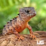 White Eyed Crocodile Skinks For Sale - Underground Reptiles