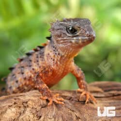 White Eyed Crocodile Skinks For Sale - Underground Reptiles