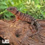 White Eyed Crocodile Skinks For Sale - Underground Reptiles