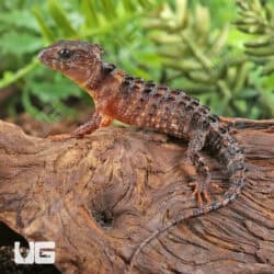 White Eyed Crocodile Skinks For Sale - Underground Reptiles