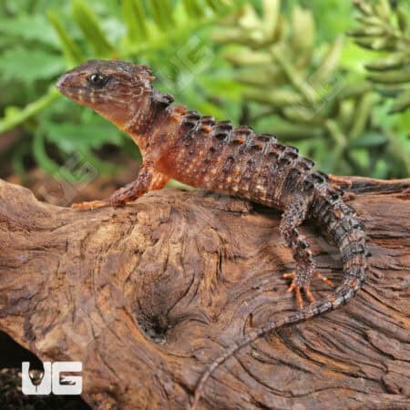 White Eyed Crocodile Skinks For Sale - Underground Reptiles