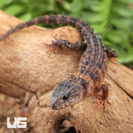 White Eyed Crocodile Skinks For Sale - Underground Reptiles