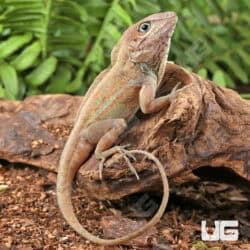 Big Head Anoles For Sale - Underground Reptiles