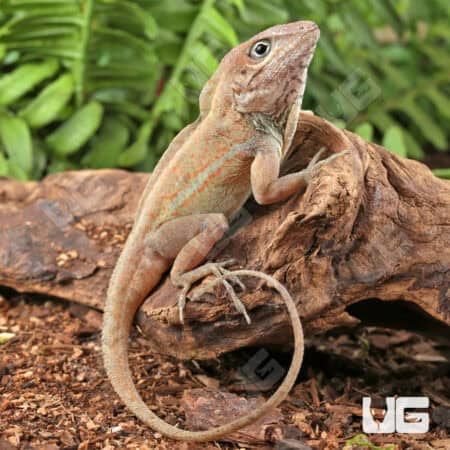 Big Head Anoles For Sale - Underground Reptiles