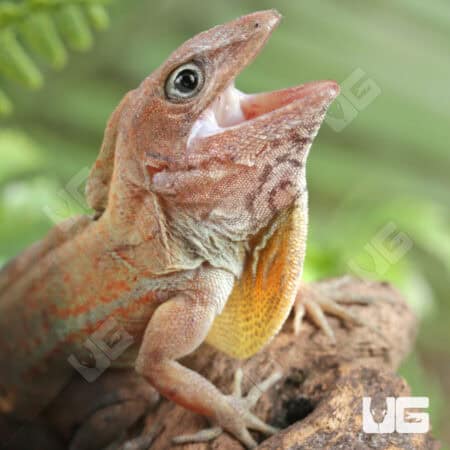 Big Head Anoles For Sale - Underground Reptiles