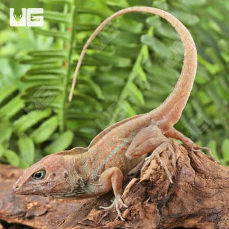 Big Head Anoles For Sale - Underground Reptiles