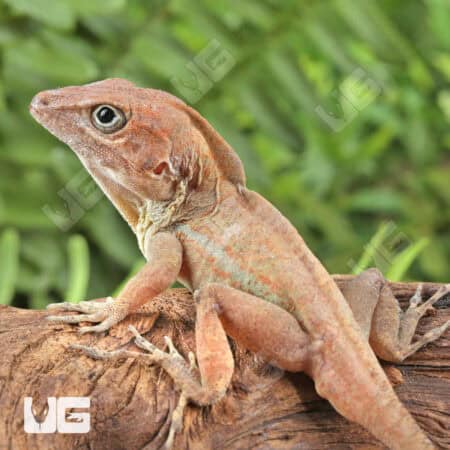 Big Head Anoles For Sale - Underground Reptiles