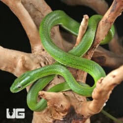 Green Bush Ratsnake For Sale - Underground Reptiles