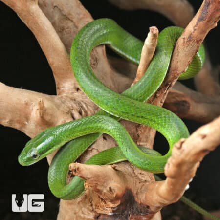 Green Bush Ratsnake For Sale - Underground Reptiles