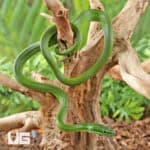 Green Bush Ratsnake For Sale - Underground Reptiles