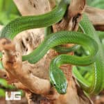 Green Bush Ratsnake For Sale - Underground Reptiles