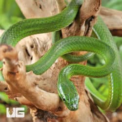 Green Bush Ratsnake For Sale - Underground Reptiles
