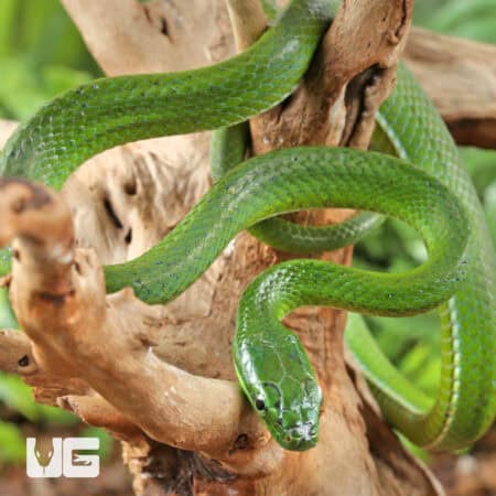 Green Bush Ratsnake For Sale - Underground Reptiles