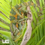 C.B. Veiled Chameleon (9-11")For Sale - Underground Reptiles