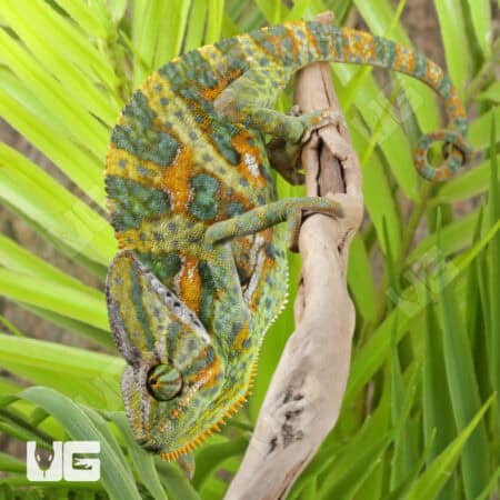 C.B. Veiled Chameleon (9-11")For Sale - Underground Reptiles