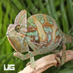 C.B. Veiled Chameleon (9-11")For Sale - Underground Reptiles