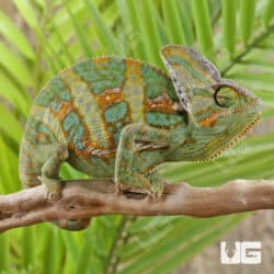C.B. Veiled Chameleon (9-11")For Sale - Underground Reptiles