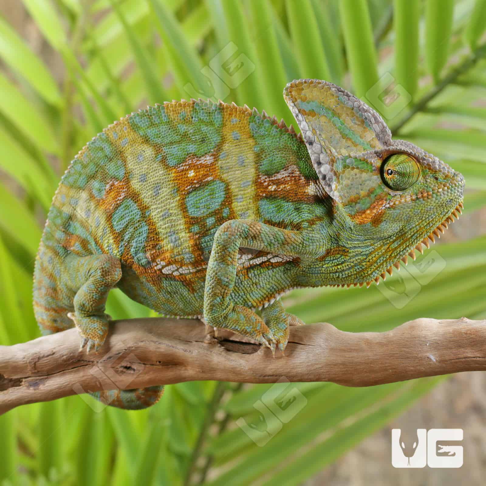 C.B. Veiled Chameleon (9-11")For Sale - Underground Reptiles