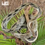 Chinese Beauty Ratsnake For Sale - Underground Reptiles