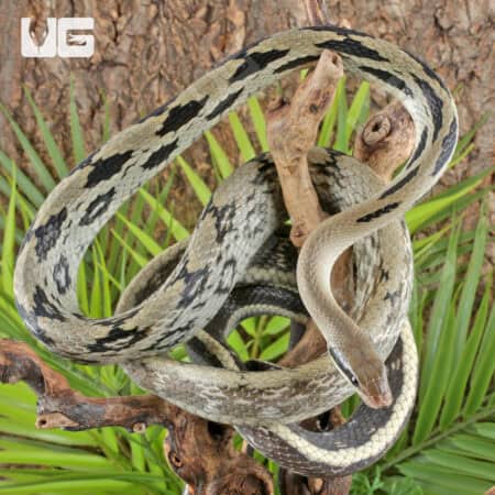 Chinese Beauty Ratsnake For Sale - Underground Reptiles