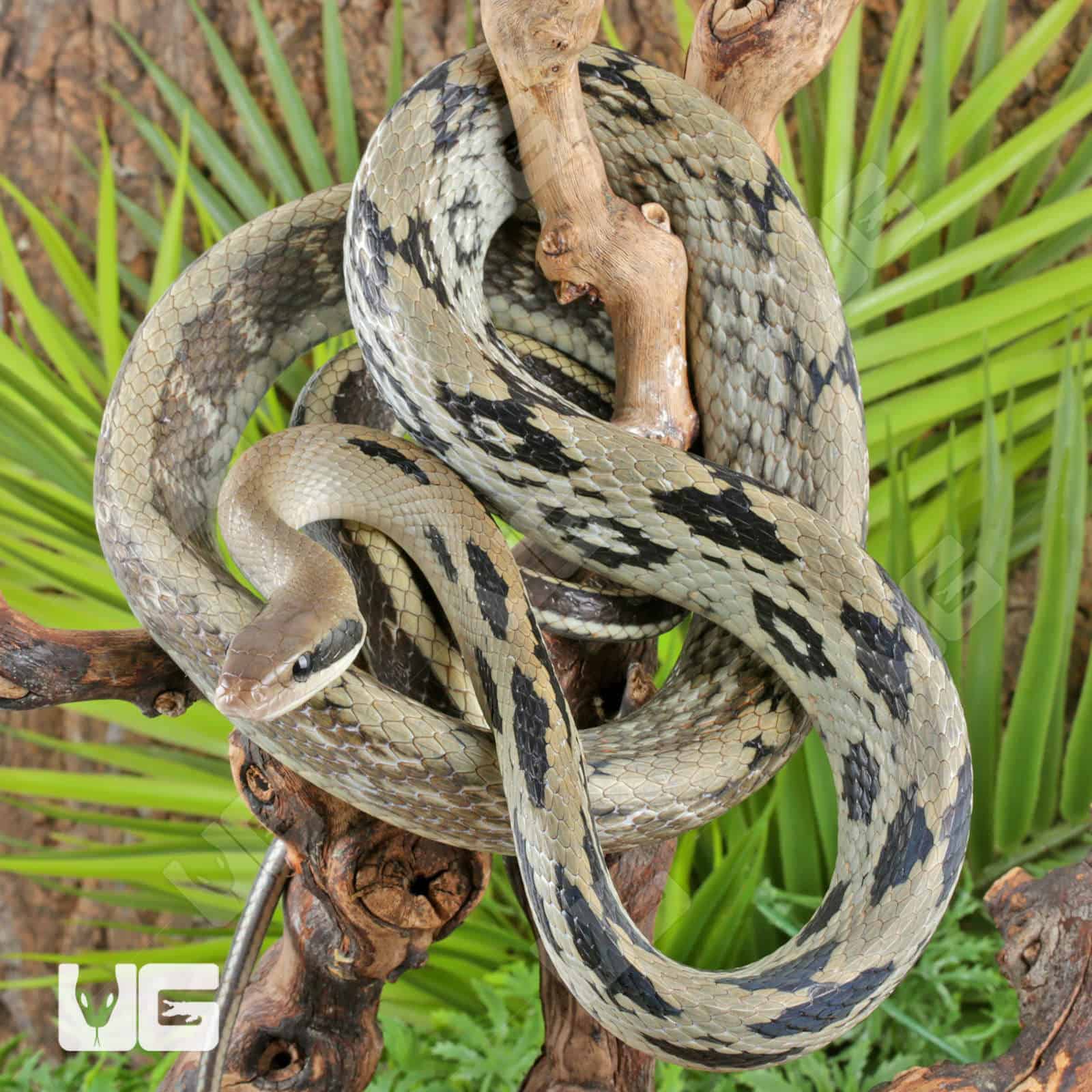 Chinese Beauty Ratsnake For Sale - Underground Reptiles