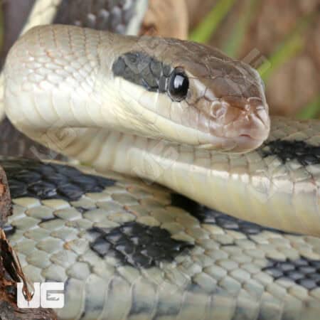 Chinese Beauty Ratsnake For Sale - Underground Reptiles