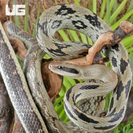 Chinese Beauty Ratsnake For Sale - Underground Reptiles