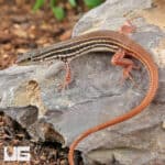 Striped Sandveld Lizards (Nucras taeniolata) For Sale - Underground Reptiles