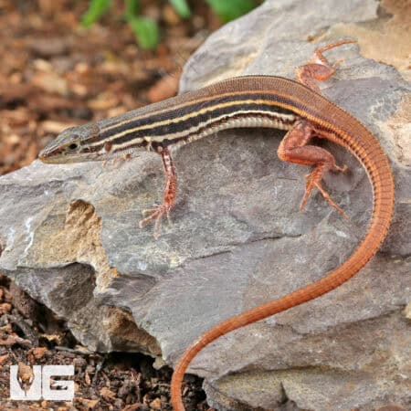 Striped Sandveld Lizards (Nucras taeniolata) For Sale - Underground Reptiles