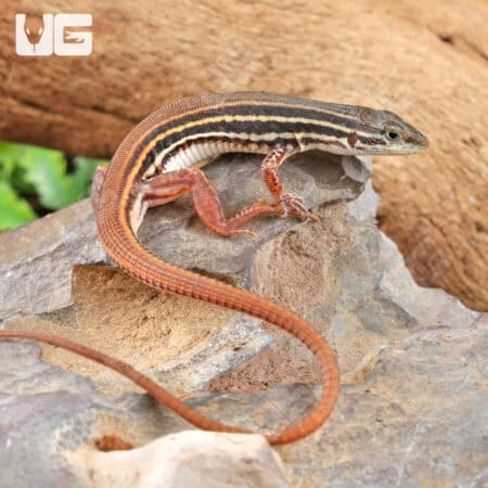 Striped Sandveld Lizards (Nucras taeniolata) For Sale - Underground Reptiles