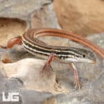 Striped Sandveld Lizards (Nucras taeniolata) For Sale - Underground Reptiles
