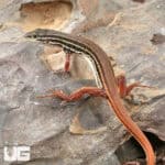 Striped Sandveld Lizards (Nucras taeniolata) For Sale - Underground Reptiles