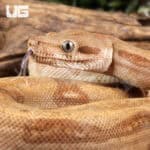 Female Burke T+ Fire Boa For Sale - Underground Reptiles