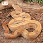 Female Burke T+ Fire Boa For Sale - Underground Reptiles
