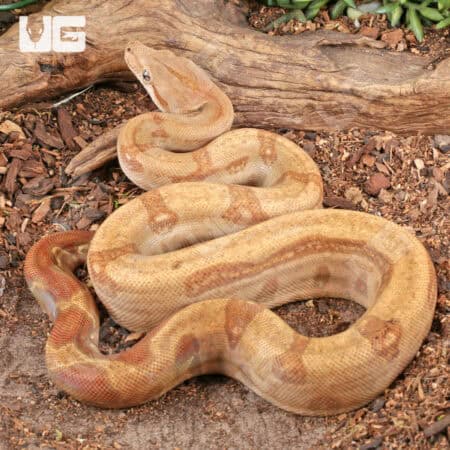 Female Burke T+ Fire Boa For Sale - Underground Reptiles