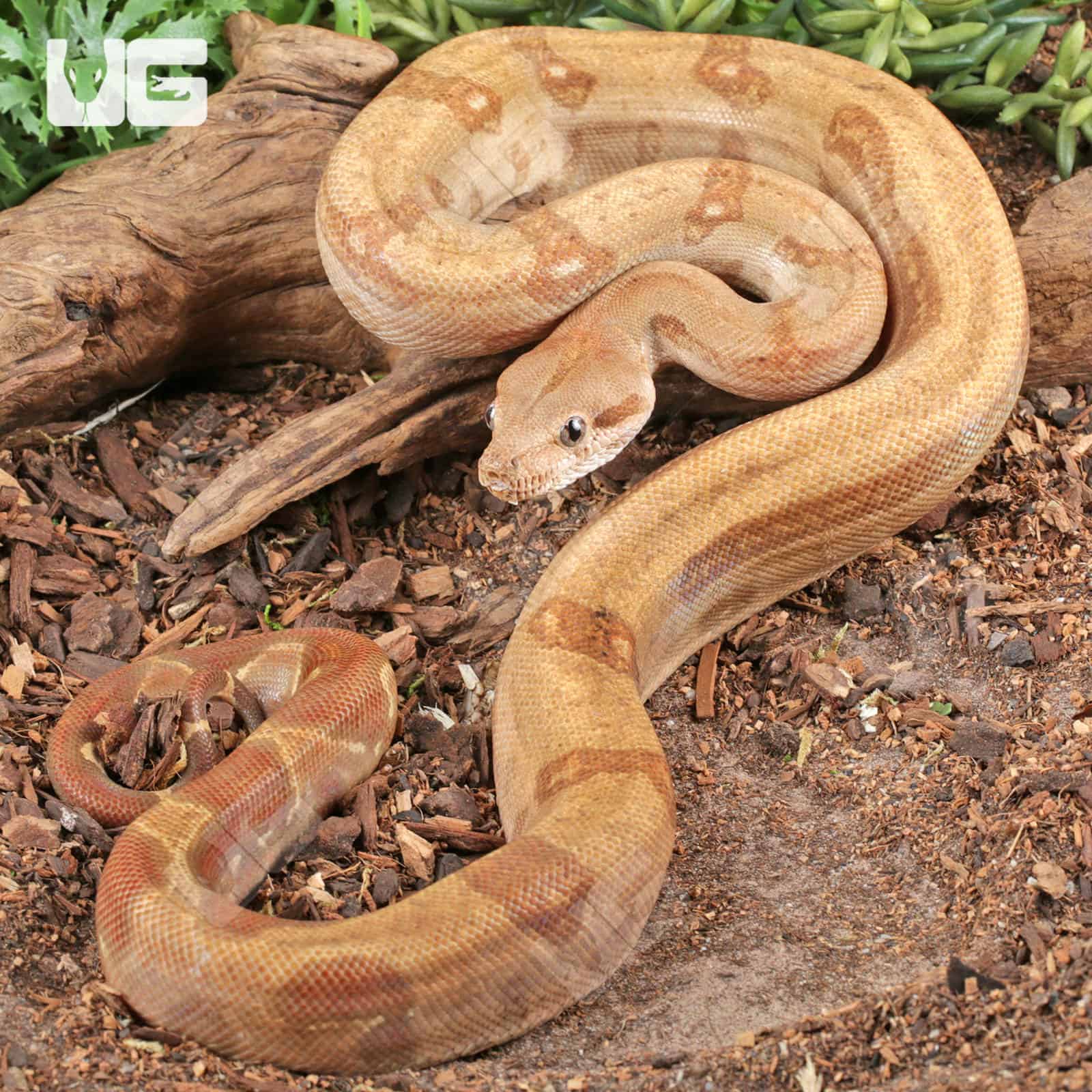 Female Burke T+ Fire Boa For Sale - Underground Reptiles