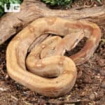 Female Burke T+ Fire Boa For Sale - Underground Reptiles