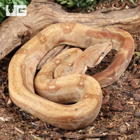Female Burke T+ Fire Boa For Sale - Underground Reptiles