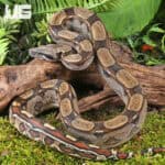 Female Roswell Ladder Tail PHA Boa For Sale - Underground Reptiles