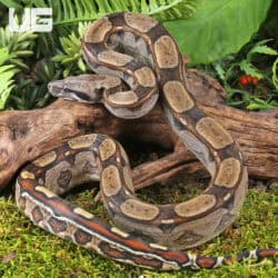 Female Roswell Ladder Tail PHA Boa For Sale - Underground Reptiles