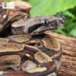 Female Roswell Ladder Tail PHA Boa For Sale - Underground Reptiles