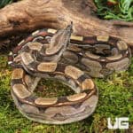 Female Roswell Ladder Tail PHA Boa For Sale - Underground Reptiles