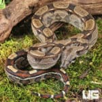 Female Roswell Ladder Tail PHA Boa For Sale - Underground Reptiles