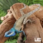 Indo Chinese Blue Crested Lizards For Sale - Underground Reptiles