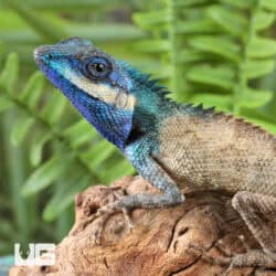 Indo Chinese Blue Crested Lizards For Sale - Underground Reptiles