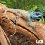 Indo Chinese Blue Crested Lizards For Sale - Underground Reptiles