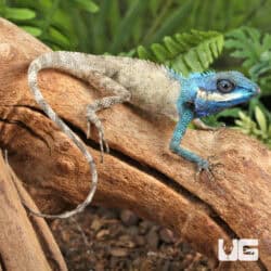 Indo Chinese Blue Crested Lizards For Sale - Underground Reptiles